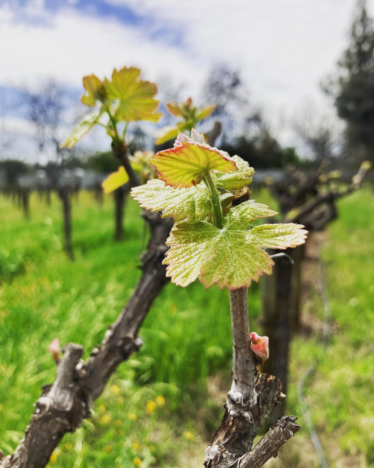 Flaherty Wines